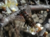 Peleteria meridionalis (Robineau-Desvoidy, 1830)