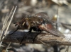 Peleteria meridionalis (Robineau-Desvoidy, 1830)