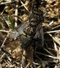 Peleteria meridionalis (Robineau-Desvoidy, 1830)