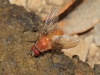 Phaonia pallida (Fabricius, 1787)