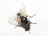 Phasia (Hyalomya) sp. Robineau-Desvoidy, 1830