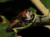 Phasia (Phasia) aurigera (Egger, 1860)