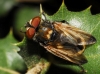 Phasia (Phasia) aurigera (Egger, 1860)