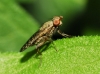 Pherbellia schoenherri (Falln, 1826)