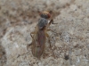 Pherbellia sp.