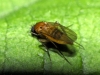 Phoridae