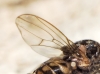Phortica sp. Phortica sp.