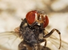 Phortica sp. Phortica sp.