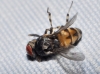 Phortica sp. Phortica sp.