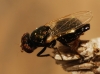 Physiphora alceae (Preyssler, 1791)