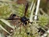 Physocephala laticincta ? 1/2