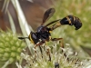 Physocephala laticincta ? 2/2