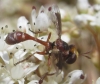 Physocephala pusilla (Meigen, 1824)