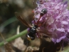 Physocephala vittata (Fabricius, 1794)