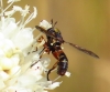 Physocephala vittata (Fabricius, 1794)