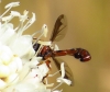 Physocephala vittata (Fabricius, 1794)