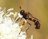 Physocephala vittata (Fabricius, 1794)