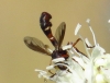Physocephala vittata (Fabricius, 1794)