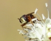 Physocephala vittata (Fabricius, 1794)