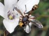 Physocephala vittata (Fabricius, 1794)