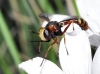 Physocephala vittata (Fabricius, 1794)