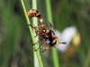 Physocephala vittata (Fabricius, 1794)