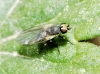 Phytomyza sp. Fallén, 1810 Phytomyza sp. Fallén, 1810