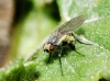 Phytomyza sp. Fallén, 1810 Phytomyza sp. Fallén, 1810