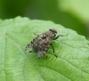 Platystoma lugubre ?