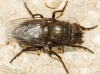 Pollenia sp. (grupo amentaria)