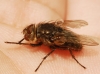 Pollenia sp. Pollenia sp.