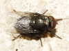Pollenia sp. Robineau-Desvoidy, 1830 (gr. amentaria)