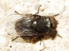 Pollenia sp. Robineau-Desvoidy, 1830 (gr. amentaria)