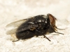 Pollenia sp. Robineau-Desvoidy, 1830 (gr. amentaria)