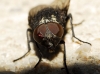 Pollenia sp. Robineau-Desvoidy, 1830 (gr. amentaria)