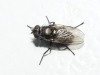 Pollenia sp. Robineau-Desvoidy, 1830