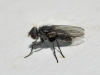 Pollenia sp. Robineau-Desvoidy, 1830