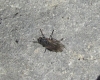 Pollenia sp. Robineau-Desvoidy, 1830