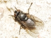 Pollenia sp. Robineau-Desvoidy, 1830