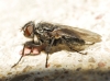 Pollenia sp. Robineau-Desvoidy, 1830