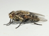 Pollenia sp. Robineau-Desvoidy, 1830