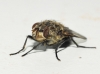 Pollenia sp. Robineau-Desvoidy, 1830