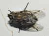 Pollenia sp. Robineau-Desvoidy, 1830