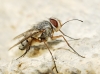 Prosena siberita (Fabricius, 1775)