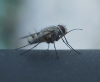 Prosena siberita (Fabricius, 1775)