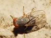 Prosopomyia pallida Loew, 1856