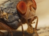 Prosopomyia pallida Loew, 1856