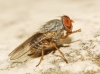 Prosopomyia pallida Loew, 1856