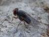 Prosopomyia pallida Loew, 1856