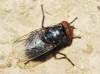 Protocalliphora azurea (Falln, 1817)